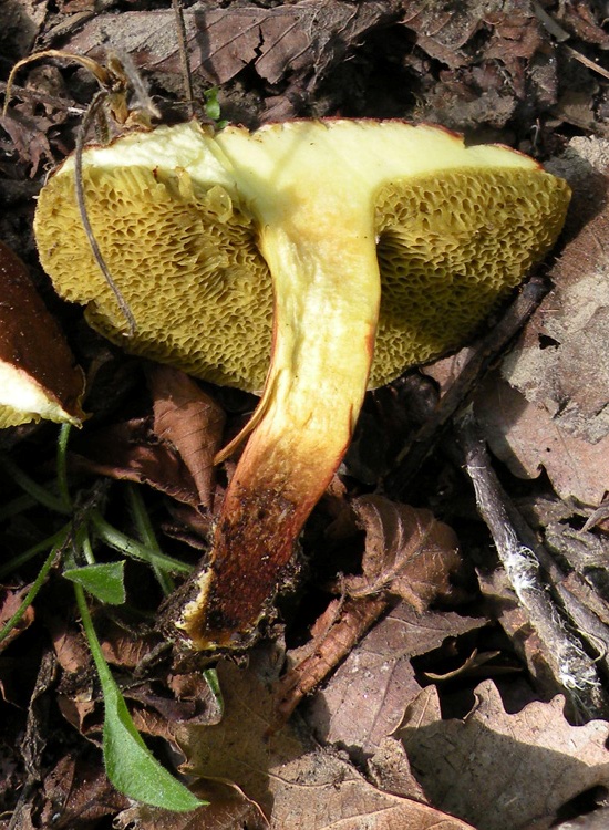 Porcini emiliani: Xerocomus ferrugineus?